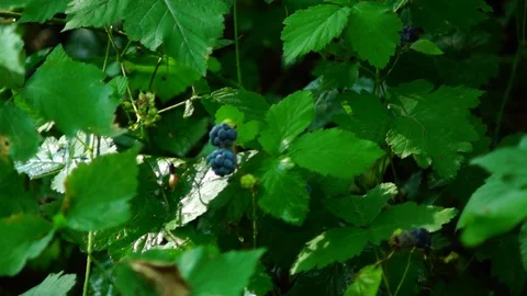 Wild blackberry Stock Footage 92126882