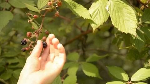 Wild Blackberry Picking. Picking fresh, ripe blackberries off the bush at summer Stock Footage 44641985