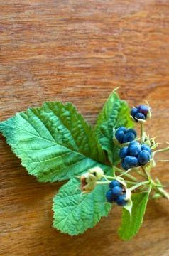 Wild blackberry-selective focus Stock Photos