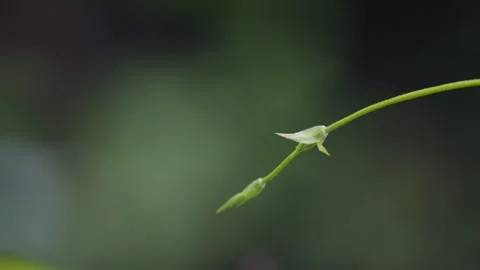 A wild blackberry stem searches for support Video stock 336957136