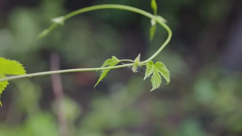 A wild blackberry stem searches for support 動画素材 336957153