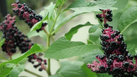 Wild blacks berries Video stock 252444243
