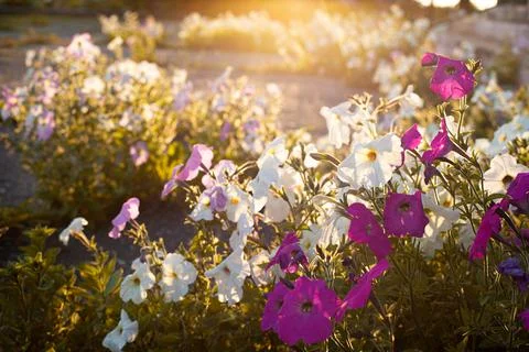 Wild blooming petunia in the rays of the setting sun Stock Photos