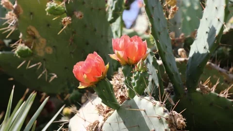 Wild blooming red cactus flower, close-up. Stock Footage 200909774