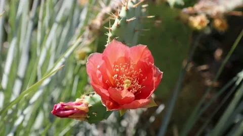 Wild blooming red cactus flower, close-up. Stock Footage 200909798