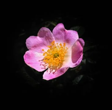 Wild blooming rose on dramatic black background. Foto stock