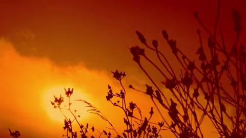 Wild Bloomy herbs In Summer Spring Meadow Glade Field In Sunlight Video stock 130640622
