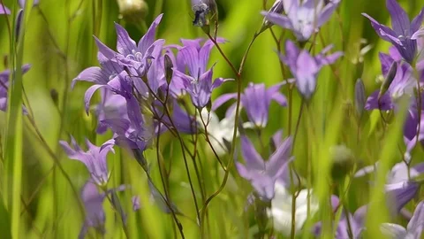Wild blue bell flowers waving in wind close up Stock Footage