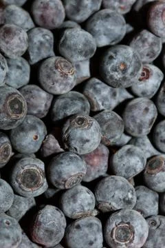 Wild blue berries macro background high quality prints Stock Photos