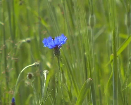 Wild blue flower with a bee Stock Footage