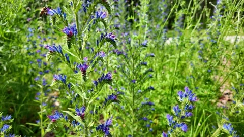 Wild blue flowers blooming with bees in sunny meadow field. Echium vulgare,.. Video stock 337720028