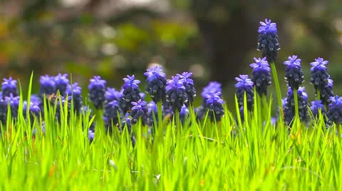 Wild  blue  flowers. Stock Footage 27098269