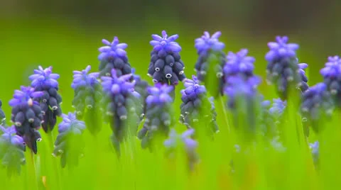 Wild  blue  flowers. Stock Footage 27138055