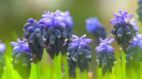Wild  blue  flowers Stock Footage 27138385