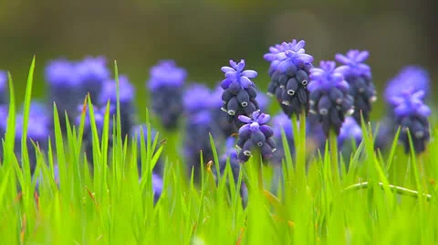 Wild  blue  flowers. Stock Footage 27159977
