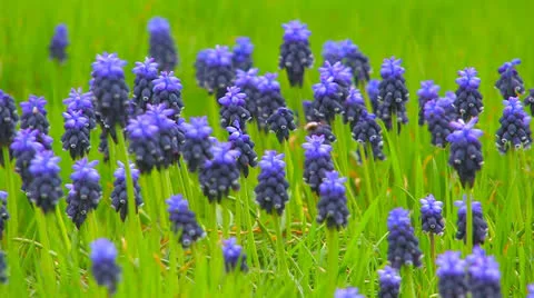 Wild blue flowers Stock-Footage 27200757