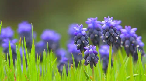 Wild  blue  flowers. Stock Footage 27200917