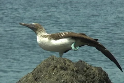 Wild blue footed booby (Sula nebouxii) in the wild in Ecuador Stock Footage 8926120