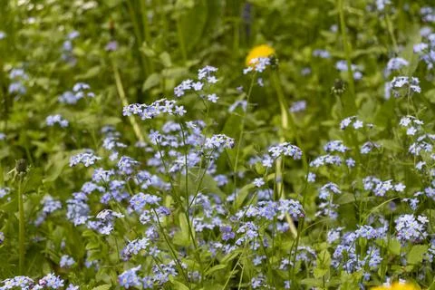Wild blue forget me not flowers blooming in green spring forest. Flora Stock Photos
