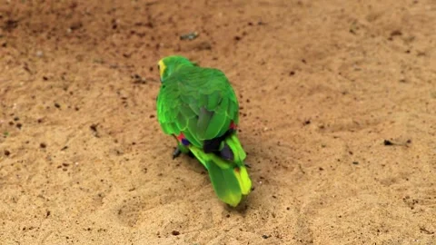 Wild Blue Fronted Amazon Parrot Foraging On Forest Floor Brazil. Stock-Footage 342405066