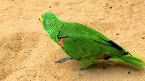 Wild Blue Fronted Amazon Parrot Foraging On Forest Floor Brazil. Stock-Footage 342405070