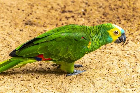 Wild Blue Fronted Amazon Parrot Foraging On Forest Floor Brazil. Stock Photos