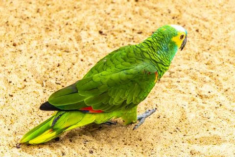 Wild Blue Fronted Amazon Parrot Foraging On Forest Floor Brazil. Stock Photos