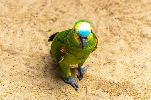 Wild Blue Fronted Amazon Parrot Foraging On Forest Floor Brazil. Stock Photos