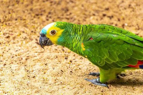 Wild Blue Fronted Amazon Parrot Foraging On Forest Floor Brazil. Stock Photos