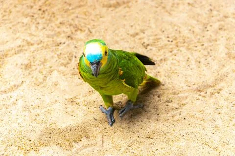 Wild Blue Fronted Amazon Parrot Foraging On Forest Floor Brazil. Stock Photos