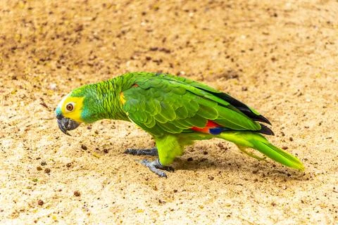 Wild Blue Fronted Amazon Parrot Foraging On Forest Floor Brazil. Stock Photos