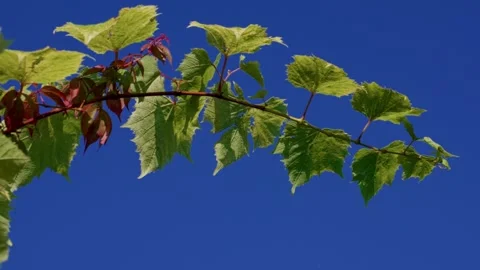 Wild blue grapes Stock Footage 321538062