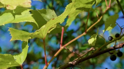 Wild blue grapes Stock Footage 321538091