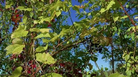 Wild blue grapes Stock Footage 321538910