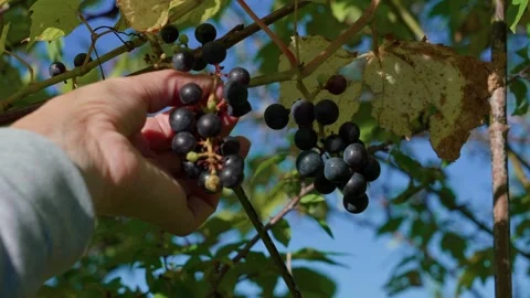 Wild blue grapes Stock Footage 321539380
