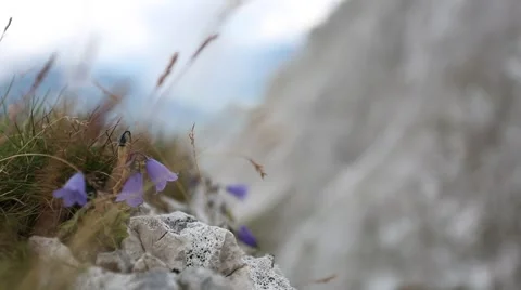 Wild blue harebells trembling on the wind against defocused mountains Stock Footage 67248904
