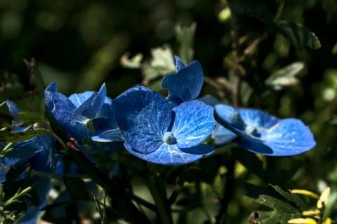 Wild blue hydrangea flowers Stock Photos