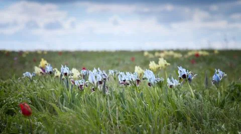 Wild blue iris Stock Photos