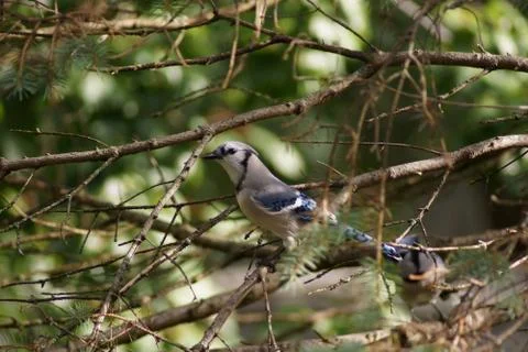 Wild Blue Jay Bird in tree Stock Photos