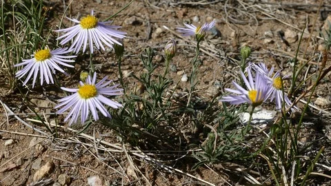 Wild blue Mongolian daisies slightly shake in the wind. Video stock 89676486