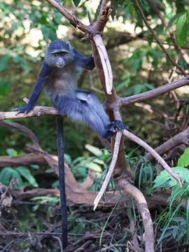 Wild blue monkey Stock Photos