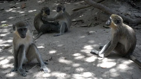 Wild blue or diademed monkey Cercopithecus mitis primate 4k. Stock Footage 126365653