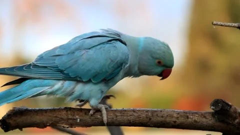 Wild Blue Rose Ringed Parakeet Stock Footage 229812218