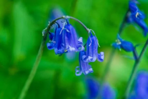 Wild bluebell flowers on blurred background. Close up. Stock Photos