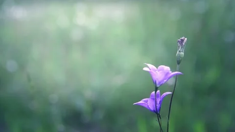 Wild bluebells in the forest. Macro image Stock Footage 180564893