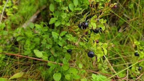 Wild blueberries beginning to ripen in the forest. Stock Footage 340917689