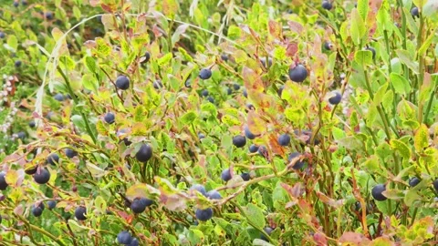 Wild blueberries blowing in the wind in summer time Stock Footage 247338286