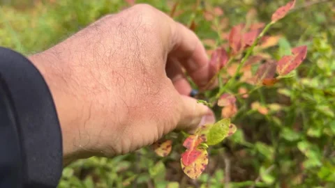Wild Blueberries on a Bush in a Pine Forest Stock Footage 345143910