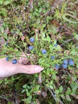 Wild Blueberries in the Forest. Stock Photos