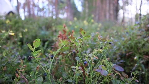 Wild Blueberries: A Forest Zoom Stock Footage 292998030